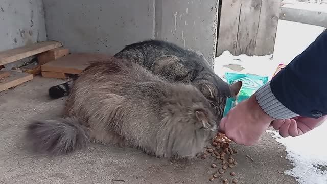 Серая и Жиробас кушают.