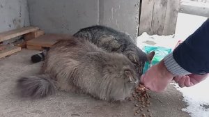 Серая и Жиробас кушают.