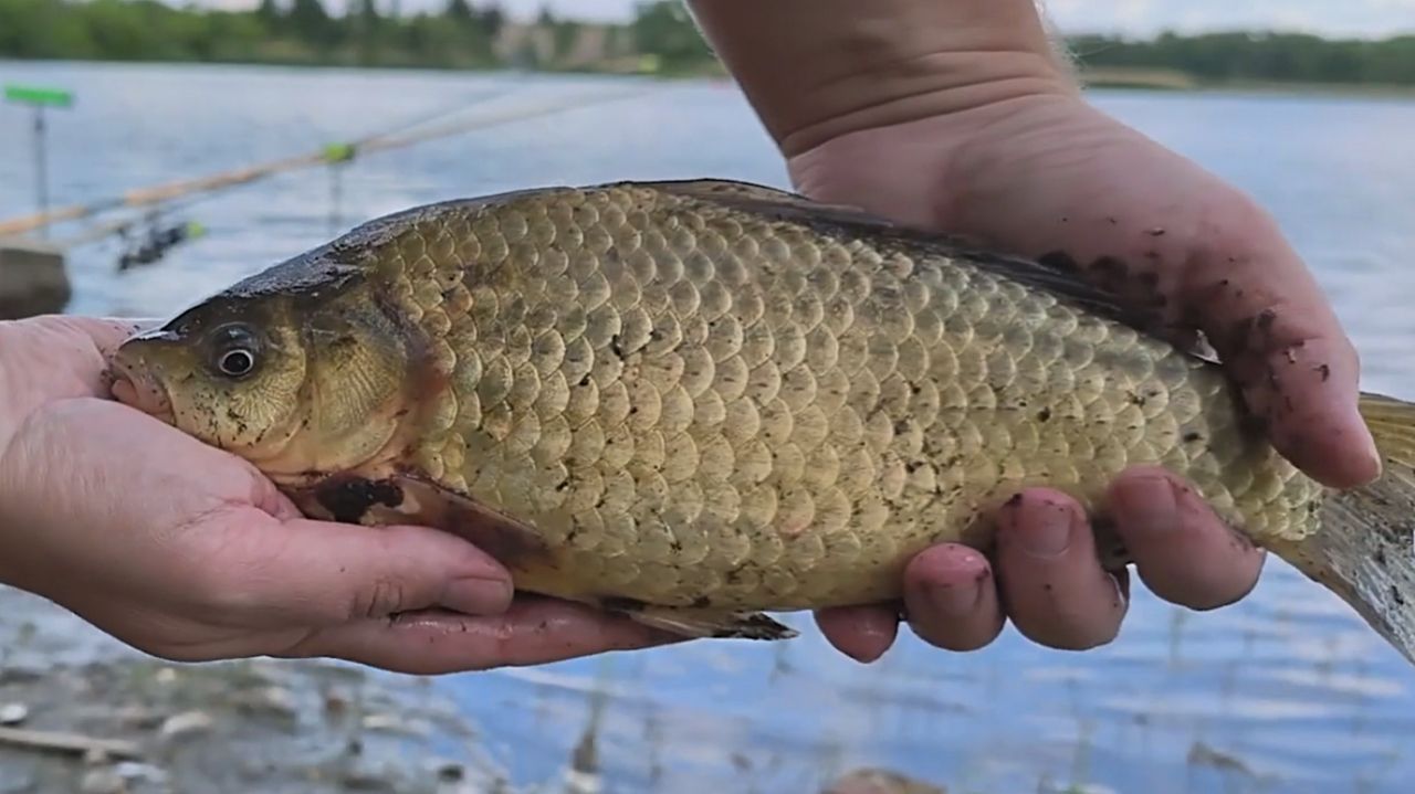 ПОПАЛ НА ЖОР КАРАСЯ НА КОРМУШКИ! ЛОВЛЯ КАРАСЯ НА ГОРОХОВУЮ КАШУ. КАК ПОЙМАТЬ КАРАСЯ ВЕСНОЙ?!
