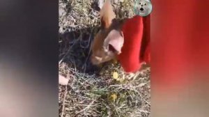 МНЕ_Б_ТАКОГО_КОТА!📛_Я_Б_НЕ_ЖЕНИЛСЯ_НИКОГДА!👀_СМЕШНЫЕ_ЖИВОТНЫЕ😺🐶