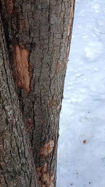 Белка на ладони ест орешки и ворчит на другую белку