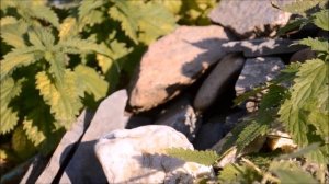 Ми-ми-мишки, видео с  игрушками, необычайное приключение