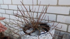 Обрезка метельчатых гортензий (Graundbrectker и Little Passion).