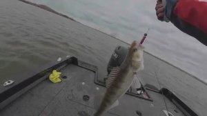 НАШЕЛ ЛОГОВО СУДАКОВ ВОЗЛЕ ЗАТОПЛЕННОЙ ЛОДКИ