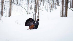 Глухарь (Tetrao urogallus)