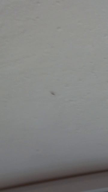 Комары в минус 30 видел кто???)))