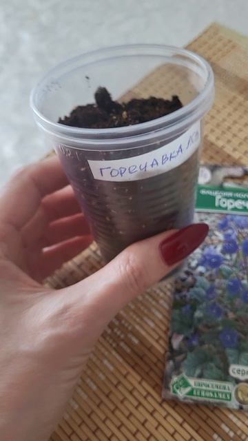 Сею горечавку! Многолетник с ярко синими цветами!