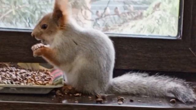 воскресный зоопарк