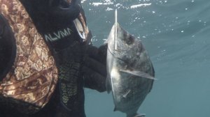 Зубарик / Охота на осторожного