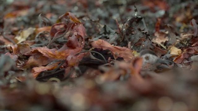 Robert Miles - Children (Alex Jungle Remix) (promodj.com)