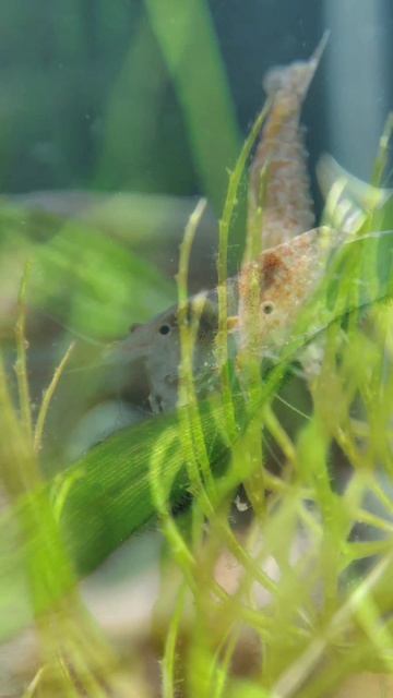 Мой аквариум