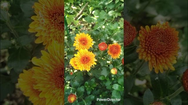 Дача летом.