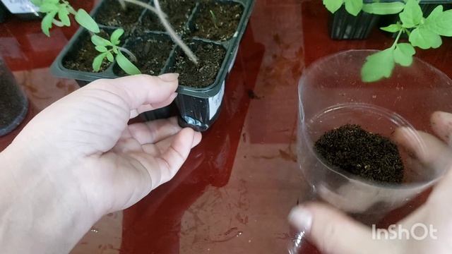 Шток роза  люпин и гибискус  сколько проросли?  Пикировка томата и сладких перцев 