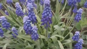 Вечерние работы в огороде 05 мая 2023 г.В ОГОРОД ПОСЛЕ РАБОТЫ