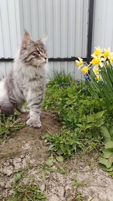 Выставка кошек 2026🏆Ангел шел Кун прайд ❤️🔥❤️🔥❤️🔥