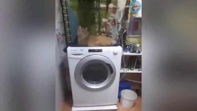 НЕУГОМОННЫЕ_КОТЫ😼_СМЕШНЫЕ_ЖИВОТНЫЕ🙀🐶🐷_Я_РЖАЛ_ПОЛ_ЧАСА😂