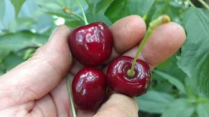 Черешня Скина крупноплодная самоплодная Ростов-на-Дону