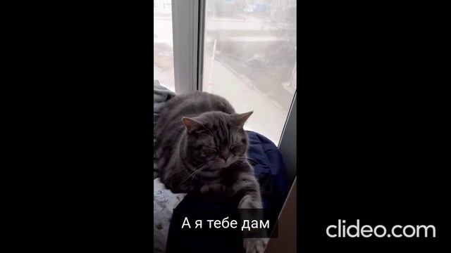День моих кошек смотреть онлайн