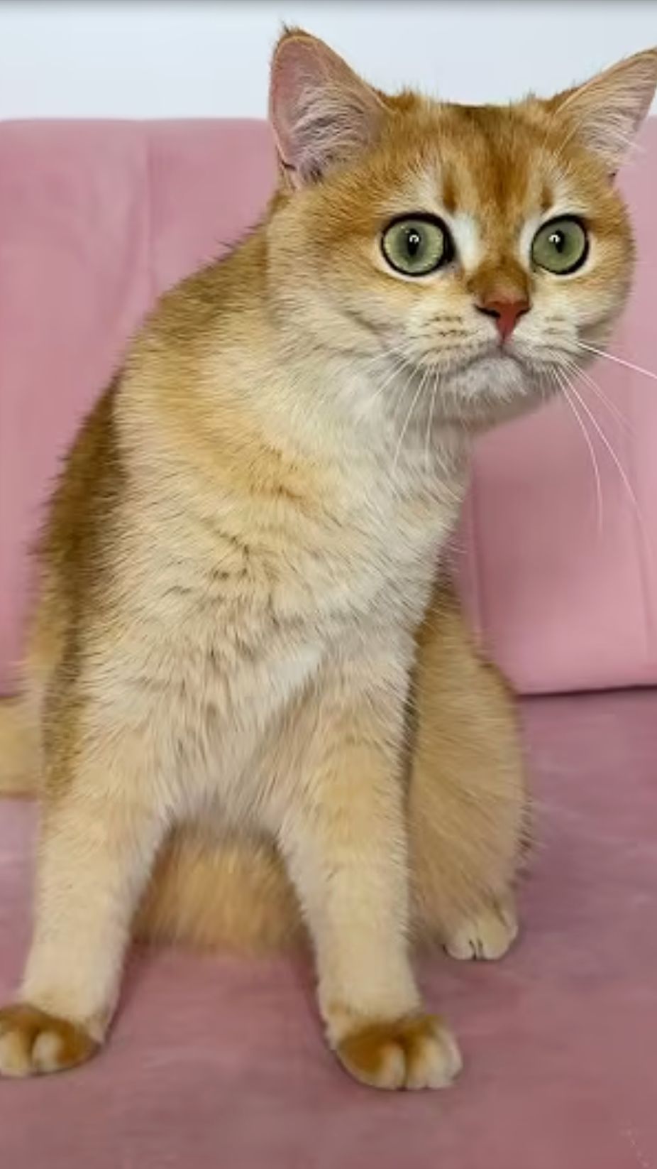 Кот Мося обожает ходить по магазинам #кот #кошки