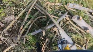 Сосновые сухарики