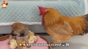 Утята и Цыплята - Кошки и котята, Собаки и щенята 333 Хвостики да Усики ❣️