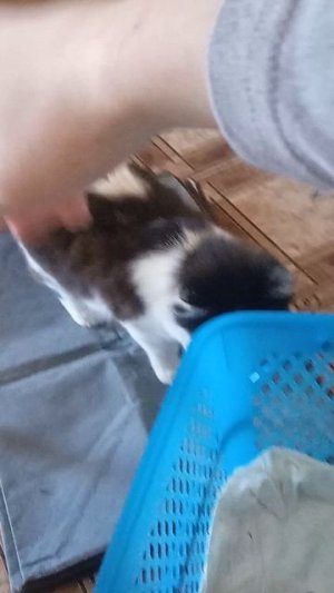 канал карусель