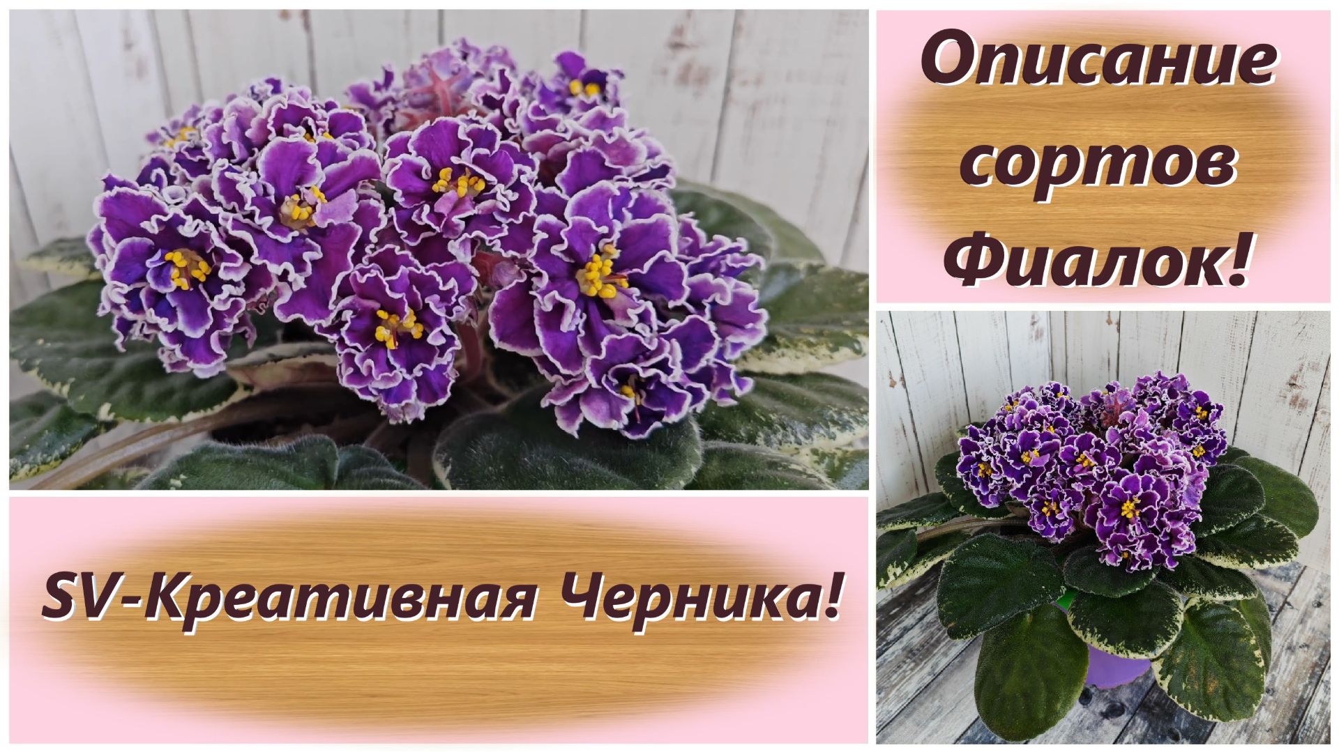 Описание сортов Фиалок! SV-Креативная Черника!