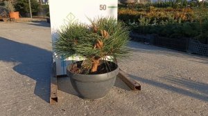 Сосна NIGRA PIERRICK BREGEON, PBR, BOWL 30