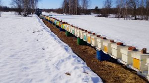 Подставки из бочек под ульи! Дёшево и практично. Важный вопрос в пчеловодстве!