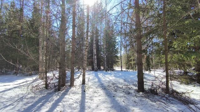 Солнечный день в зимнем лесу. ч.13. Март 2026