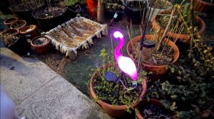 Еще одну птичку посели у нас в саду, в этот раз на солнечной батарее.