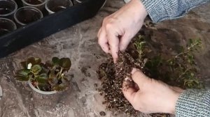 Результат черенкования в вермикулите - 100  процентный .