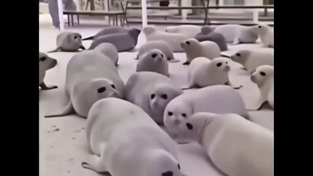 они летят захватывать мииииир