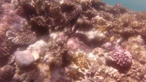 Султан Шарм