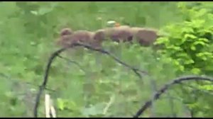 Охота на медведя