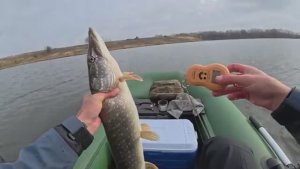 УПЛЫЛ ОТ ВСЕХ И НАШЁЛ ЛОГОВО ГОЛОДНЫХ ЩУК! Осенняя рыбалка на спиннинг 2025