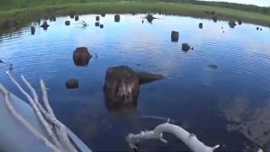 ЩУКА КАЧАЕТ ПНИ! И УПЛЫВАЕТ ОТ РЫБАКА!