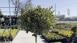 Илекс AQUIFOLIUM ARGENTEOMARGINATA, CLT 70, 1/2 FUSTO