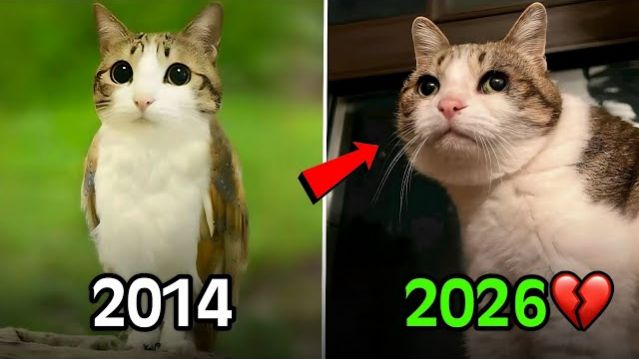 КОТЫ ИЗМЕНИВШИЕ ИНТЕРНЕТЫ ВСЯКИЕ! КАК ВЫРОСЛИ КОТИКИ ИЗ МЕМОВ КОТИКИ ТОГДА И СЕЙЧАС Я В ШОКЕ БЛИН