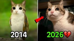 КОТЫ ИЗМЕНИВШИЕ ИНТЕРНЕТЫ ВСЯКИЕ! КАК ВЫРОСЛИ КОТИКИ ИЗ МЕМОВ КОТИКИ ТОГДА И СЕЙЧАС Я В ШОКЕ БЛИН