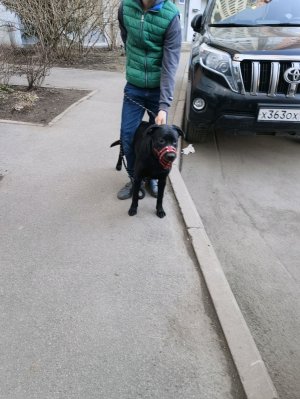 гуляем с собакой