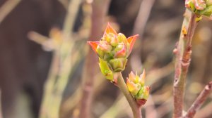Ранневесенняя обработка сада: Защищаем сад от вредителей и болезней!