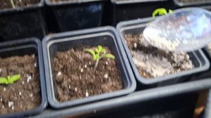 растюхи помидорки21.03.26