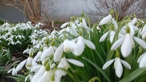 Подснежники на клумбе расцвели
