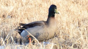 Чубарый селезень