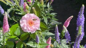 Август в Саду 14 августа 2025 часть 2