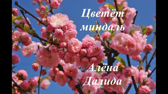 Цветёт миндаль (Алёна Далида)