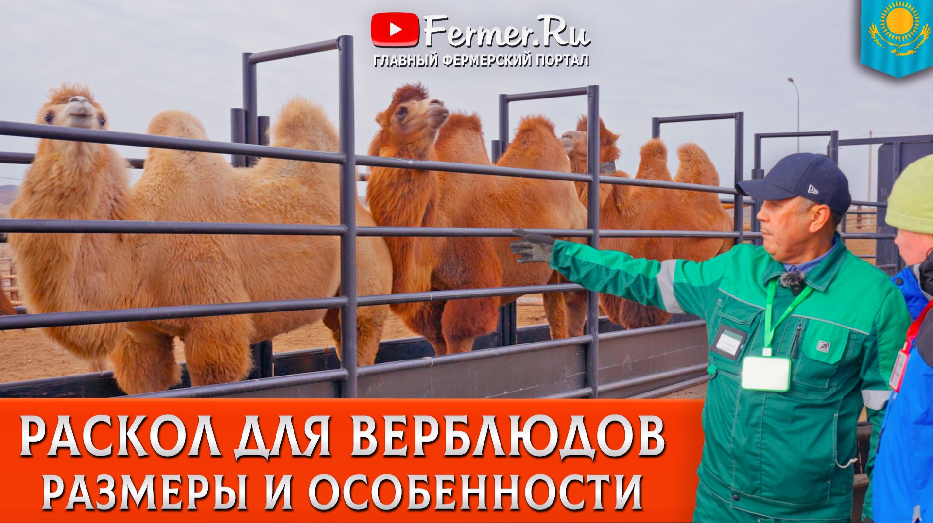 🐫Зачем нужен раскол для верблюдов? Устройство правильного раскола - безопасность людей и животных.