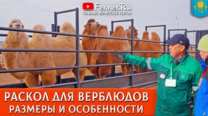 🐫Зачем нужен раскол для верблюдов? Устройство правильного раскола - безопасность людей и животных.