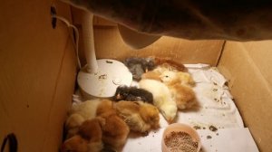 цыплята спят